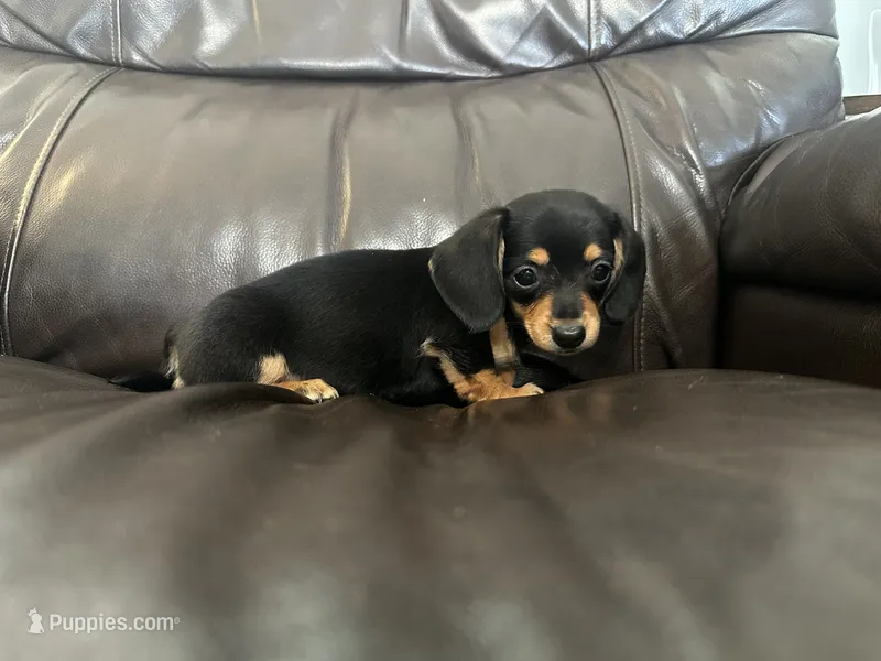 Bella – Dachshund puppy for sale in Seymour, MO