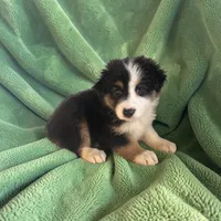 Roper, a male Miniature Australian Shepherd for sale in Seymour, MO – 2 of 2