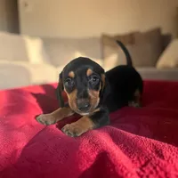 Dan, a male Dachshund and Miniature Pinscher for sale in Seymour, MO – 2 of 2