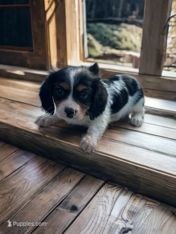 Cody – Cavalier King Charles Spaniel, Miniature Dachshund puppy on hold in Seymour, MO