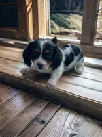 Cody, a male Cavalier King Charles Spaniel and Miniature Dachshund for sale in Seymour, MO – 1 of 5