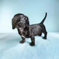 Rover, a male Dachshund and Miniature Pinscher for sale in Seymour, MO – 1 of 2