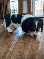Cody, a male Cavalier King Charles Spaniel and Miniature Dachshund for sale in Seymour, MO – 2 of 5