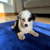 Lariat, a male Miniature Australian Shepherd for sale in Seymour, MO – 1 of 2