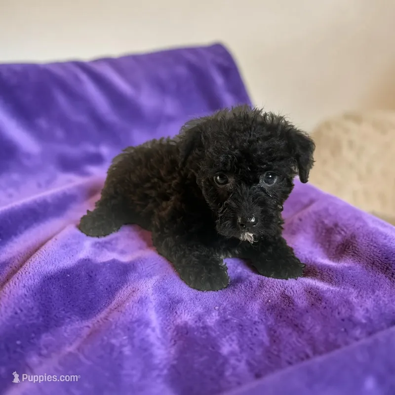 Tillie – Silky Terrier, Poodle - Miniature  puppy for sale in Seymour, MO