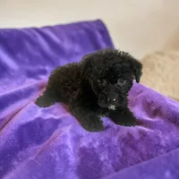 Tillie, a female Silky Terrier and Poodle - Miniature  for sale in Seymour, MO – 1 of 2
