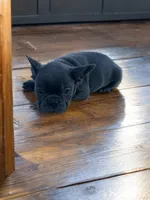 Travis, a male Boston Terrier and French Bulldog for sale in Seymour, MO – 3 of 5