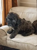 Petey, a male Silky Terrier and Poodle - Miniature  for sale in Seymour, MO – 2 of 3
