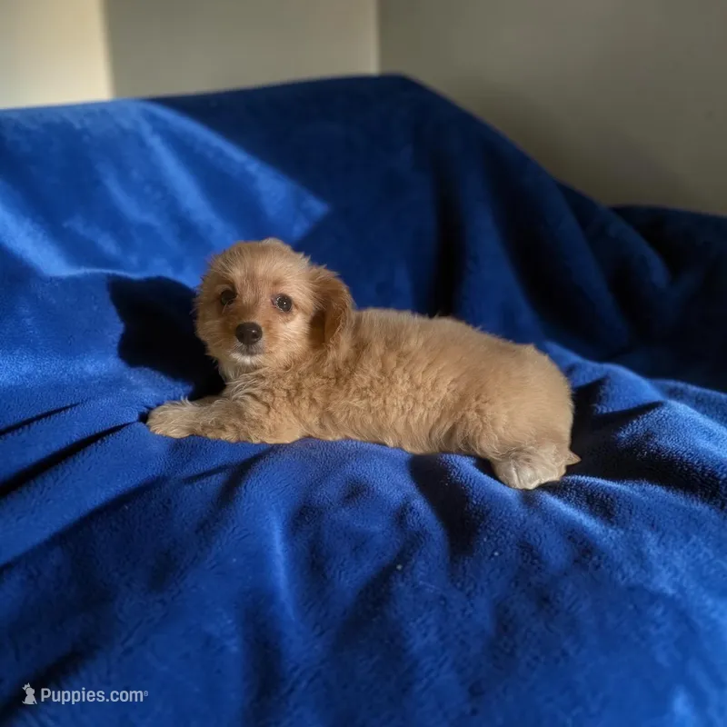 Randy – Silky Terrier, Poodle - Miniature  puppy for sale in Seymour, MO
