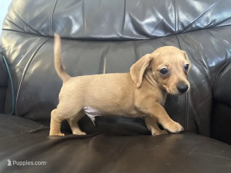 Roscoe – Dachshund puppy for sale in Seymour, MO