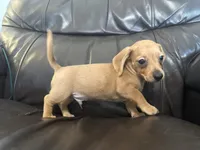 Roscoe, a male Dachshund for sale in Seymour, MO – 1 of 3