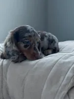 Lilly, a female Dachshund for sale in Seymour, MO – 3 of 4