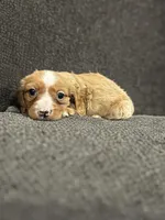 Buster, a male Dachshund and Cavalier King Charles Spaniel for sale in Seymour, MO – Photo 1 of 3