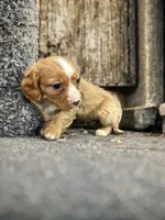 Buster, a male Dachshund and Cavalier King Charles Spaniel for sale in Seymour, MO – Photo 2 of 3