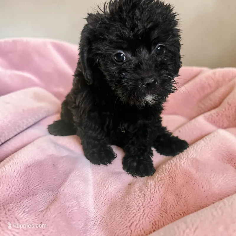 Trixie – Silky Terrier, Poodle - Miniature  puppy for sale in Seymour, MO