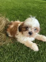 Tucker, a male Shih Tzu for sale in Seymour, MO – 3 of 3