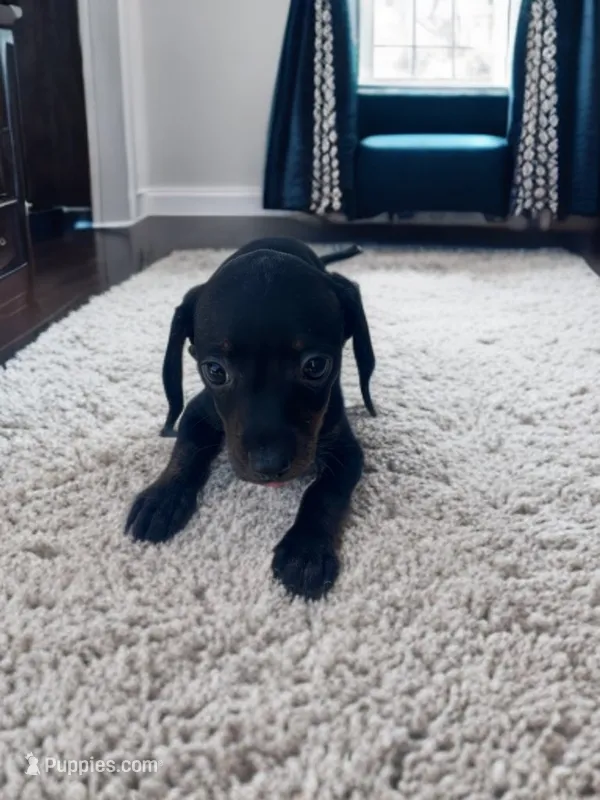 Brady – Dachshund, Miniature Pinscher puppy for sale in Seymour, MO