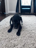 Brady, a male Dachshund and Miniature Pinscher for sale in Seymour, MO – 1 of 2