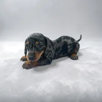 Bailey, a female Dachshund for sale in Seymour, MO – 2 of 3