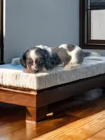Hank, a male Cavalier King Charles Spaniel and Miniature Dachshund for sale in Seymour, MO – 3 of 3