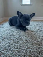 Travis, a male Boston Terrier and French Bulldog for sale in Seymour, MO – 2 of 5