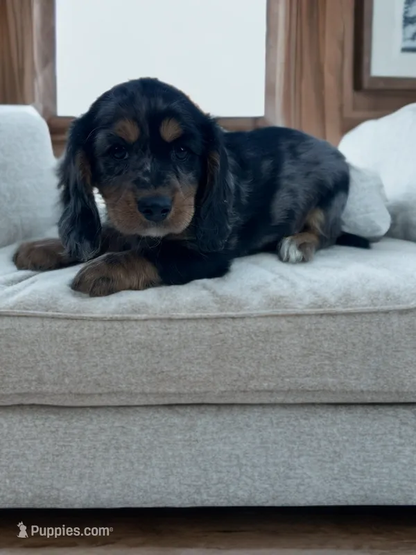 Marky – Dachshund, English Cocker Spaniel puppy for sale in Seymour, MO