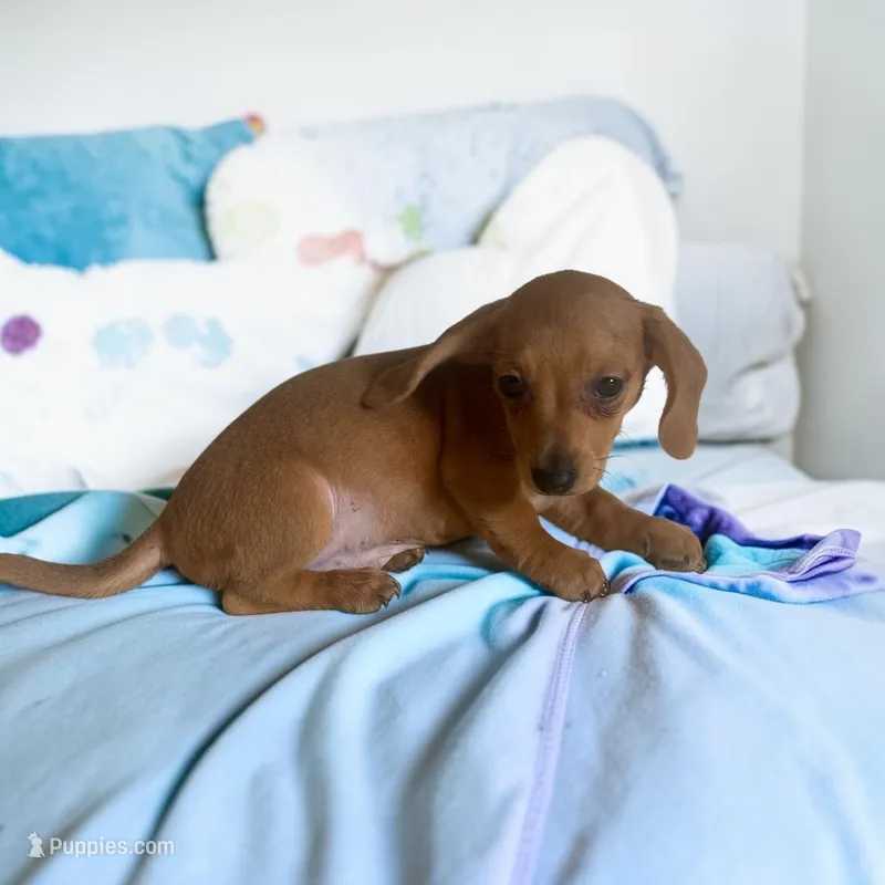 Roscoe – Dachshund puppy for sale in Seymour, MO