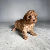 Rocky, a male Poodle - Miniature  for sale in Seymour, MO – 2 of 2