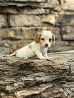 Bo, a male Dachshund and Cavalier King Charles Spaniel for sale in Seymour, MO – Photo 1 of 4