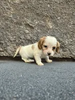 Bo, a male Dachshund and Cavalier King Charles Spaniel for sale in Seymour, MO – Photo 4 of 4