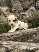 Bo, a male Dachshund and Cavalier King Charles Spaniel for sale in Seymour, MO – Photo 3 of 4