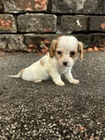Bo, a male Dachshund and Cavalier King Charles Spaniel for sale in Seymour, MO – Photo 2 of 4
