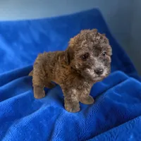 Tucker, a male Silky Terrier and Poodle - Miniature  for sale in Seymour, MO – 2 of 2