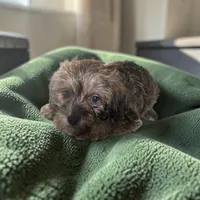Tanner, a male Silky Terrier and Poodle - Miniature  for sale in Seymour, MO – 2 of 2