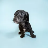 Rover, a male Dachshund and Miniature Pinscher for sale in Seymour, MO – 2 of 2