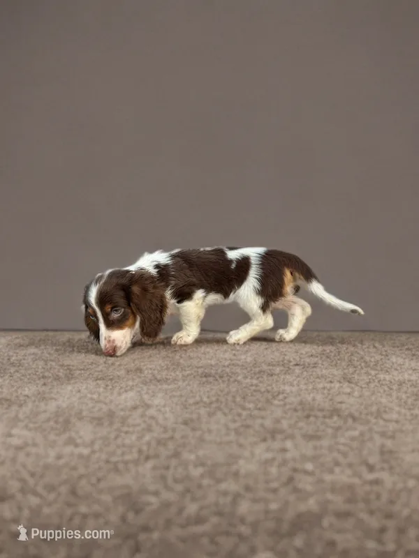Rocky – Dachshund puppy for sale in Seymour, MO