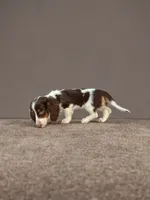 Rocky, a male Dachshund for sale in Seymour, MO – 1 of 4