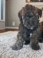 Petey, a male Silky Terrier and Poodle - Miniature  for sale in Seymour, MO – 3 of 3