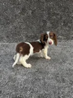 Rocky, a male Dachshund for sale in Seymour, MO – 3 of 4