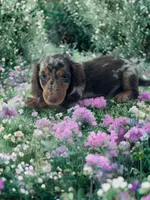 Jax, a male Dachshund for sale in Seymour, MO – 2 of 3