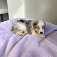 Reba, a female Miniature Australian Shepherd for sale in Seymour, MO – 2 of 2