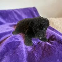 Tillie, a female Silky Terrier and Poodle - Miniature  for sale in Seymour, MO – 2 of 2