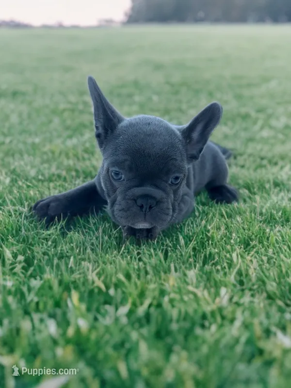 Travis – Boston Terrier, French Bulldog puppy for sale in Seymour, MO