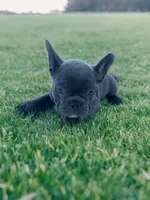 Travis, a male Boston Terrier and French Bulldog for sale in Seymour, MO – 1 of 5