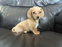 Roxie, a female Dachshund for sale in Seymour, MO – 2 of 2