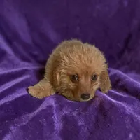 Sadie, a female Silky Terrier and Poodle - Miniature  for sale in Seymour, MO – 2 of 2