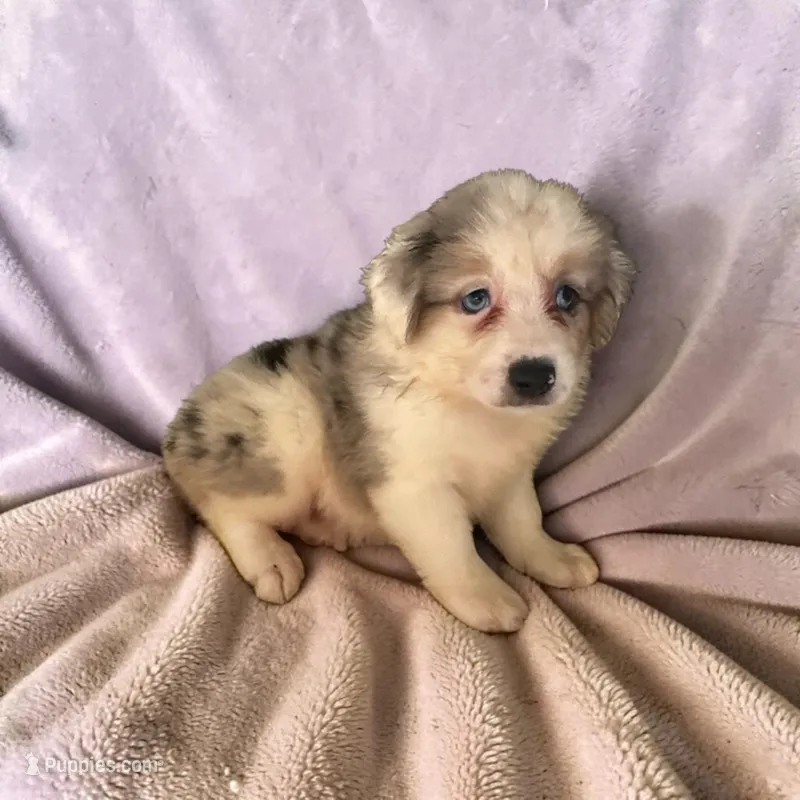 Reba – Miniature Australian Shepherd puppy for sale in Seymour, MO