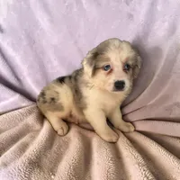 Reba, a female Miniature Australian Shepherd for sale in Seymour, MO – 1 of 2