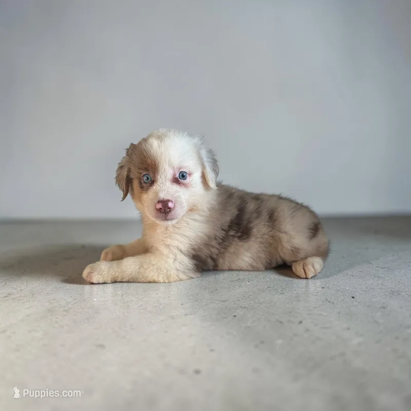 Cowboy – Miniature Australian Shepherd puppy for sale in Seymour, MO