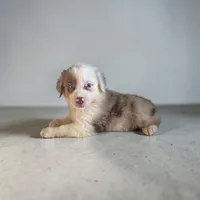 Cowboy, a male Miniature Australian Shepherd for sale in Seymour, MO – 1 of 2